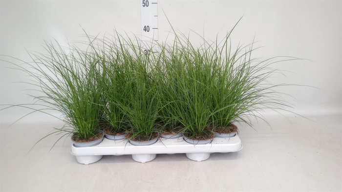 <h4>Carex brunnea</h4>