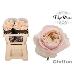 R Gr Chiffon X20