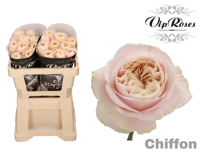 <h4>R Gr Chiffon X20</h4>