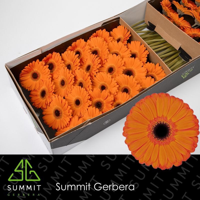 <h4>Gerbera Applause Doos</h4>