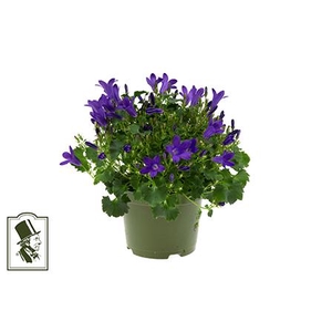 CAMPANU. PORTENSCHLAGIANA p6 blauw