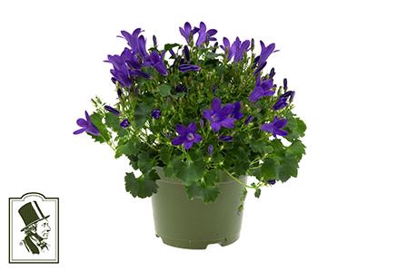 <h4>CAMPANU. PORTENSCHLAGIANA p6 blauw</h4>