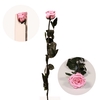 Roos op steel Standard 55cm Pastel roze