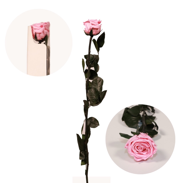 <h4>Roos op steel Standard 55cm Pastel roze</h4>