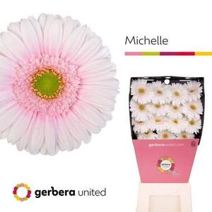 Gerbera diamond michelle