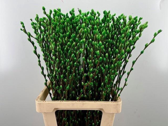 <h4>SALIX OV KLB H%</h4>