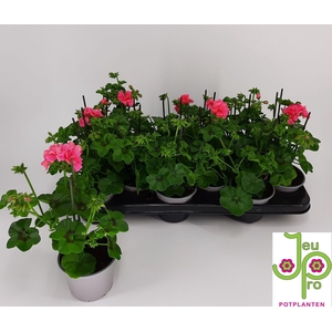 PEL PELT ROYAL CORAL