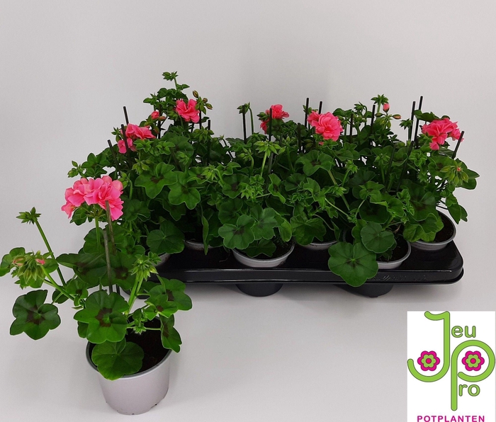 <h4>PEL PELT ROYAL CORAL</h4>