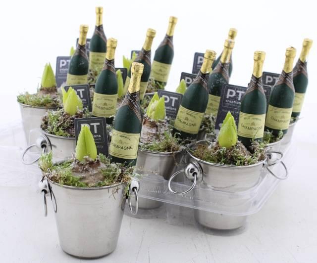 <h4>ARR HYACINTH</h4>