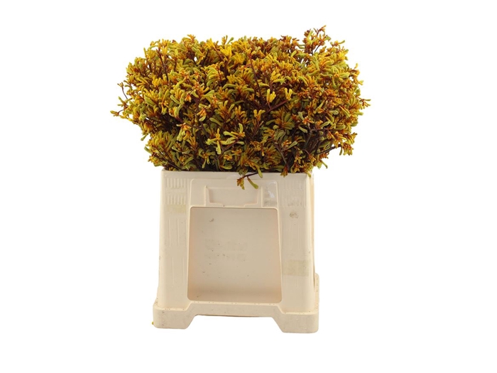<h4>Anigozanthos Geel 60cm</h4>