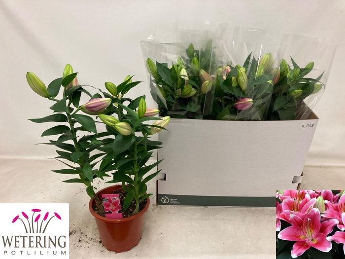 <h4>LIL OR SUNNY ROBYN</h4>