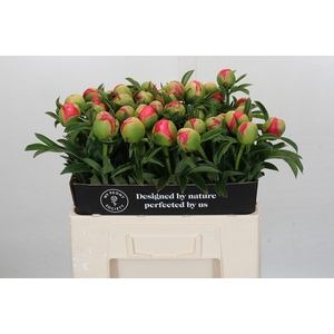 Paeonia coral sunset XXL
