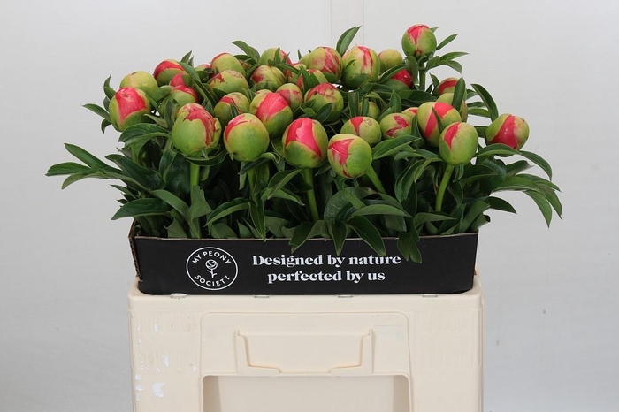 <h4>Paeonia Coral Sunset Xxl</h4>