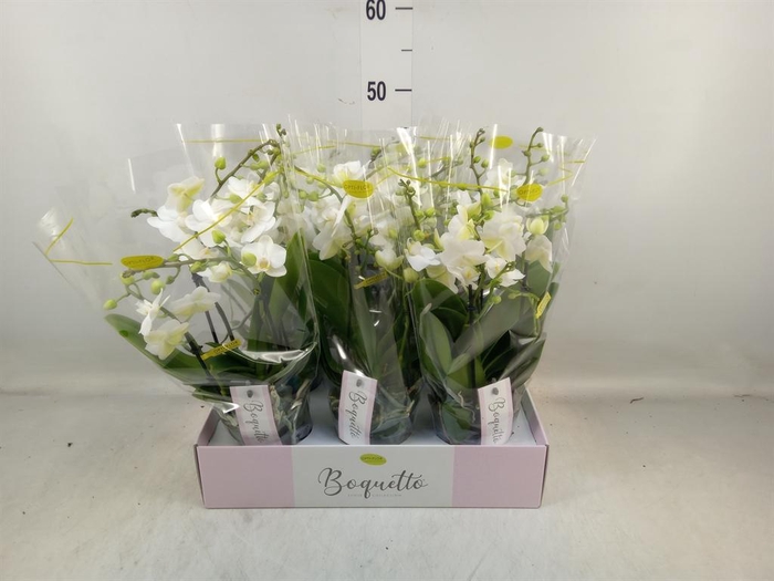 <h4>Phalaenopsis multi. ...white</h4>