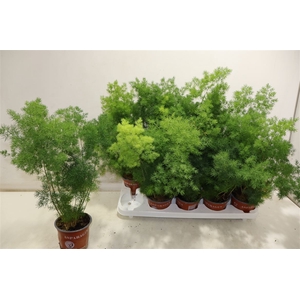 arr8 Aspar Umbellatus