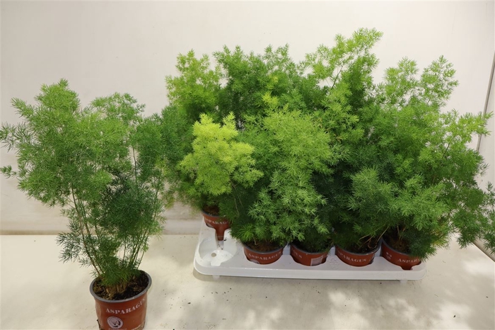 <h4>arr8 Aspar Umbellatus</h4>