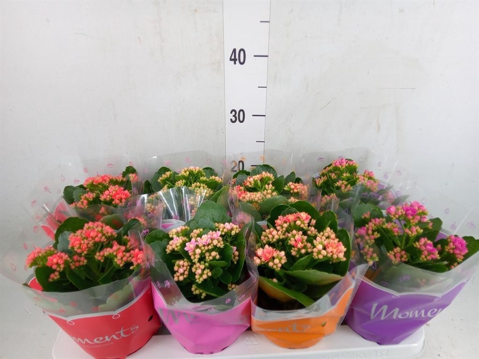 <h4>Kalanchoe blos.   ..rosebud mix  4</h4>