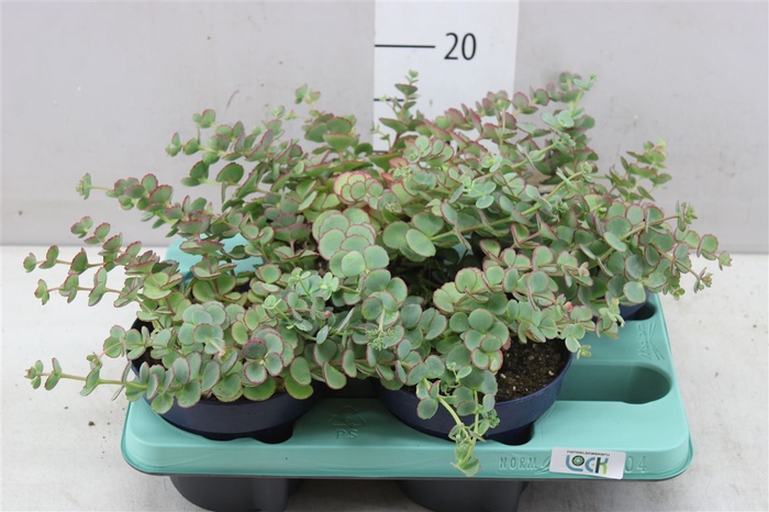 Sedum Sieboldii