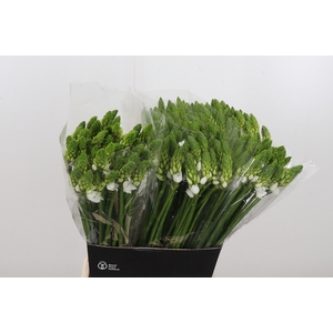 Ornithogalum T Mount Fuji