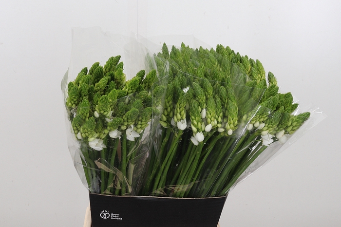 Ornithogalum T Mount Fuji