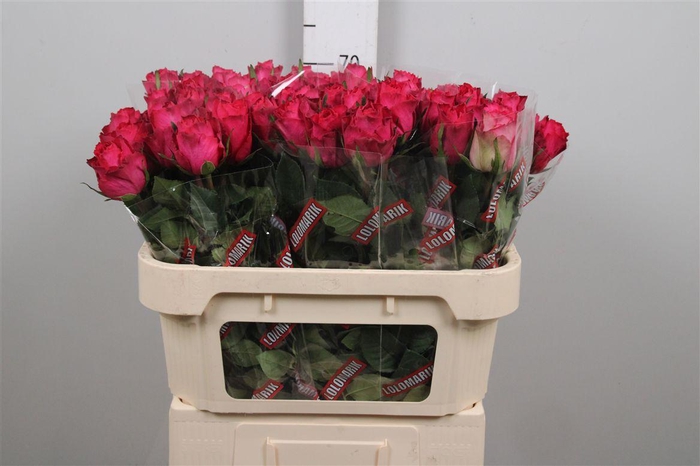 <h4>R Gr Madam Cerise</h4>