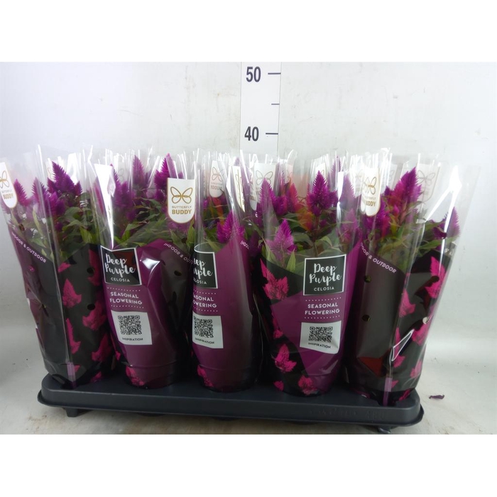 <h4>Celosia spic. 'Deep Purple'</h4>