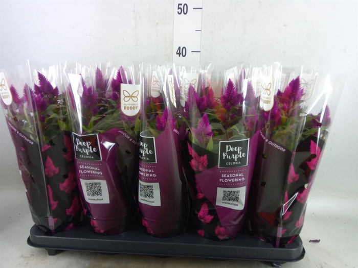 Celosia spic. 'Deep Purple'