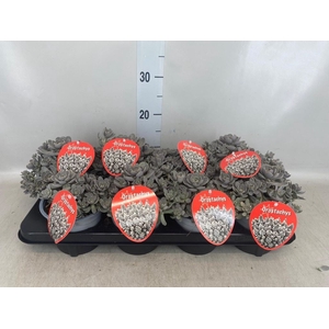 Orostachys furusei