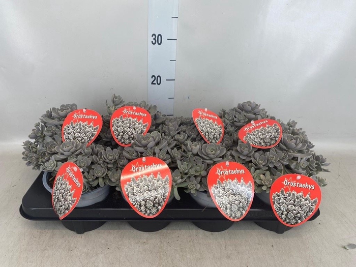 <h4>Orostachys furusei</h4>