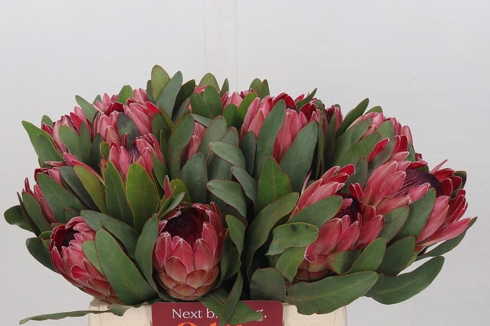 <h4>Protea Silvia</h4>