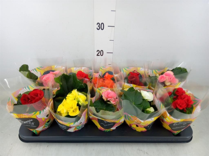 <h4>Begonia elat. DU   ...mix</h4>