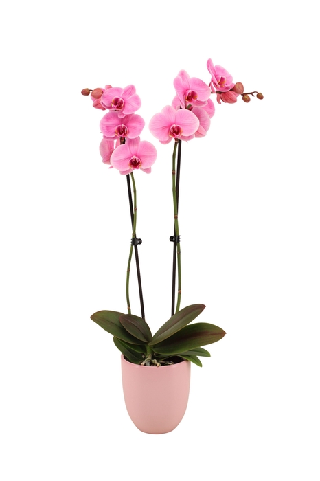 <h4>Hugo Silver Pink Phal I Am Pink 2T14+</h4>