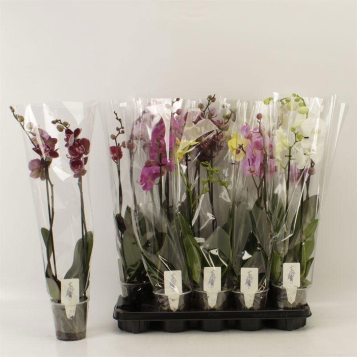 <h4>PHAL GEM 6 KL</h4>