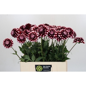 Dahlia Checkers