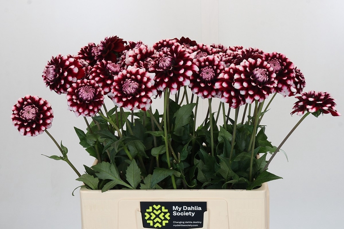 <h4>Dahlia Checkers</h4>