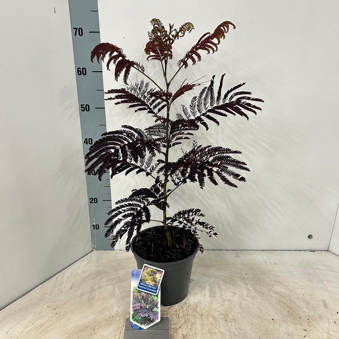 <h4>Albizia julibrissin 'Summer Chocolate' PBR</h4>