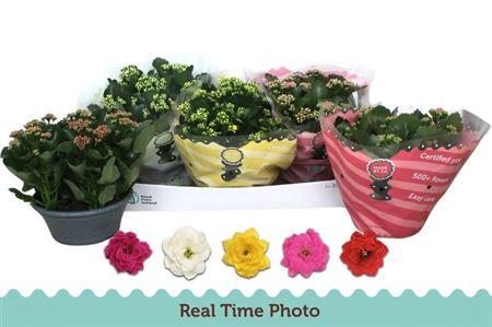 <h4>Kal Ge Gem 5 Kl</h4>