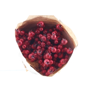 Rosefruit Red On Stick