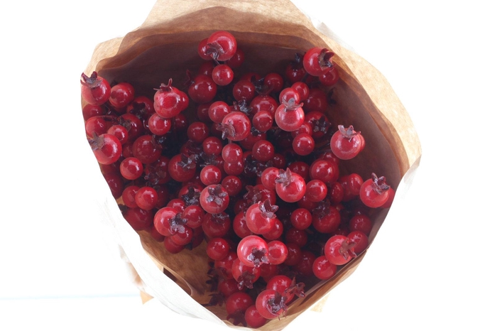 <h4>Rosefruit Red On Stick</h4>