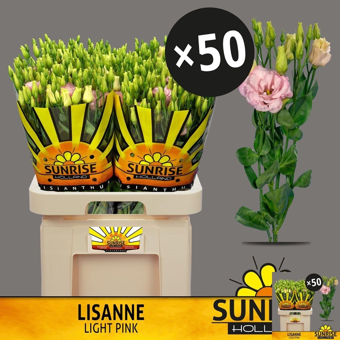 <h4>EUS G LISANNE L PINK</h4>