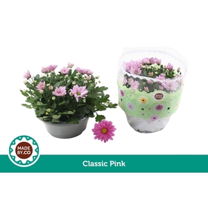 Chrysant Pink