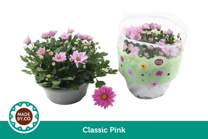 <h4>Chrysant Pink</h4>