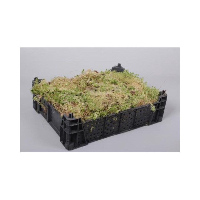 <h4>SPHAGNUM ( BAG )</h4>