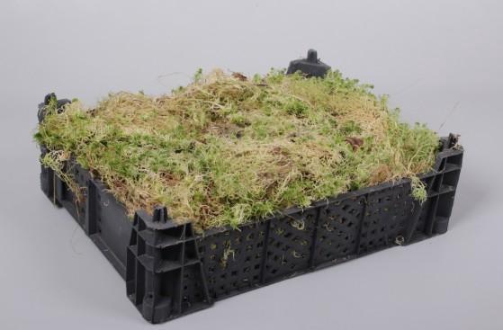 <h4>SPHAGNUM ( BAG )</h4>