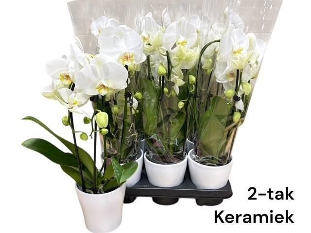 <h4>ARR PHALA MT 14+</h4>