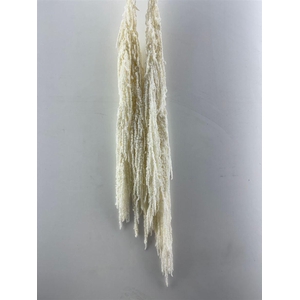 Pres Amaranthus Caud Bleached Bunch