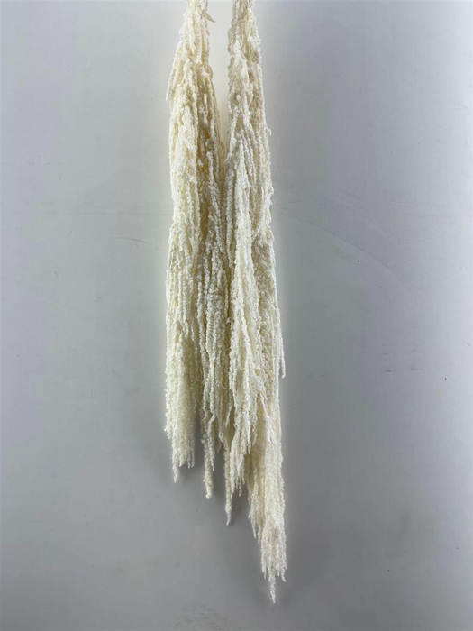 <h4>Pres Amaranthus Caud Bleached Bunch</h4>