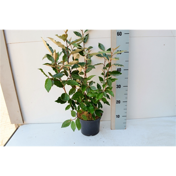 <h4>Elaeagnus ebbengei 'Compacta'</h4>