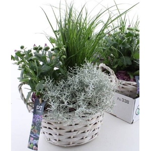 ARR TUINPLANTEN