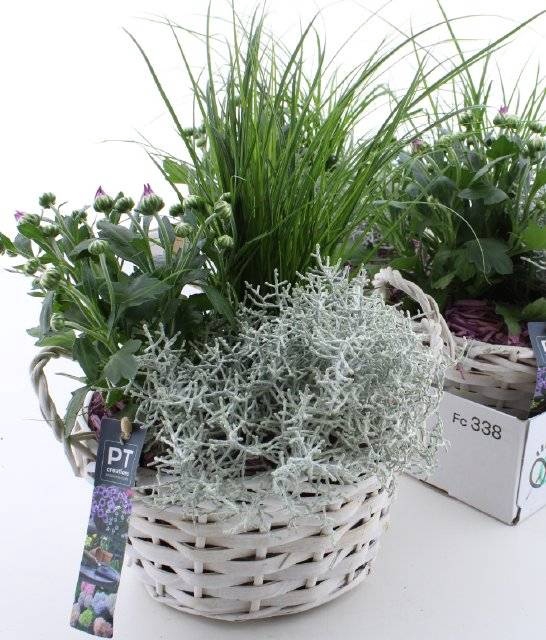 <h4>ARR TUINPLANTEN</h4>